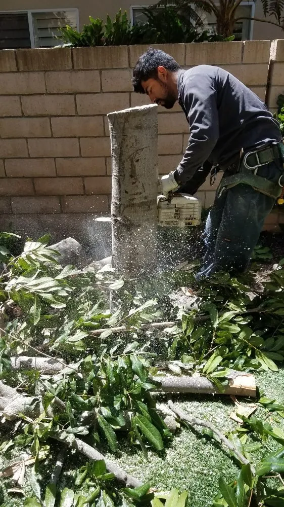 Trusted lawn care service experts serving Costa Mesa, CA - Fnl Landscaping