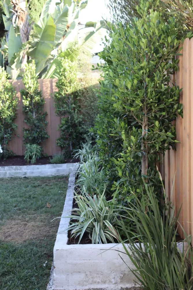 Reliable yard maintenance for year-round maintenance across Costa Mesa, CA - Fnl Landscaping