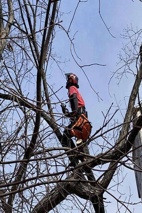 Professional landscaping services in Salem, WI - FNS Tree And Landscaping