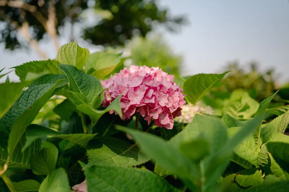 Expert yard maintenance experts serving Caseyville, IL - Focal Pointe