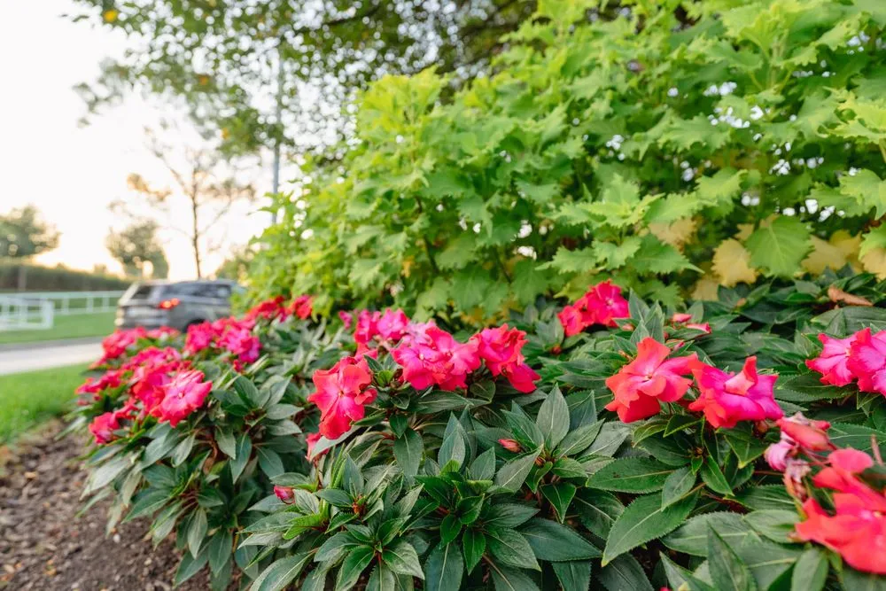 Affordable landscape design in Kansas City, KS - Focal Pointe