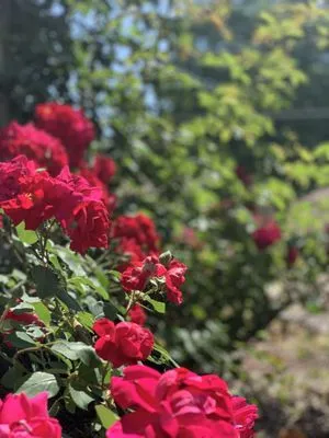 Foley Landscape and Design