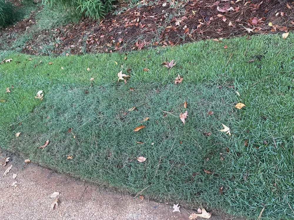 Professional residential landscaping experts serving Oxford, MS - Foley Lawn Care