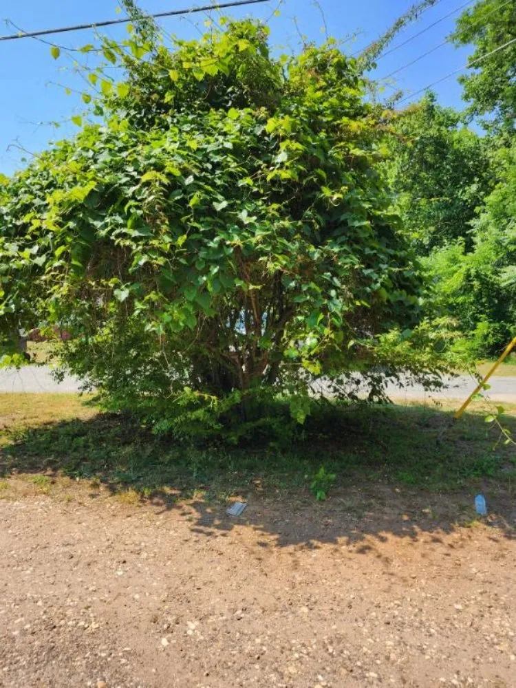 Affordable lawn care service in King George, VA by Foley Services