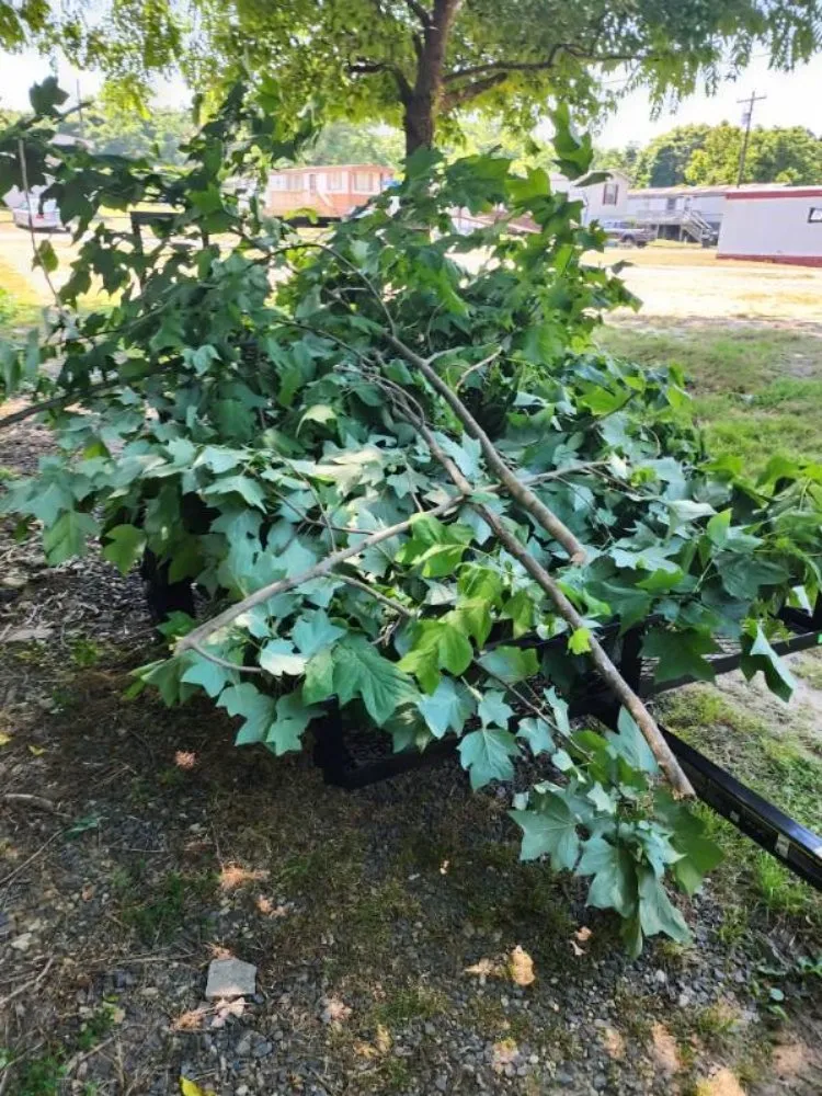 Expert residential landscaping experts serving King George, VA - Foley Services