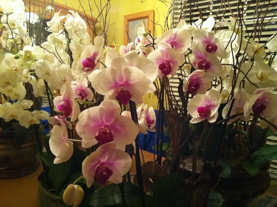 Affordable yard maintenance in Loxahatchee, FL - Foliage Décor Services