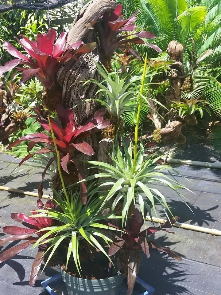Custom garden landscaping in Loxahatchee, FL - Foliage Décor Services