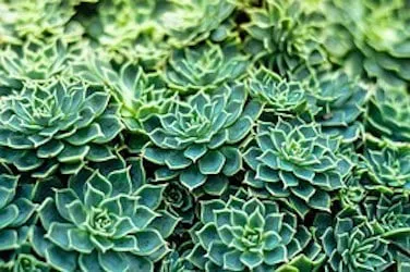 Top-rated lawn mowing service in Folsom, CA - Folsom Landscaping Pro's