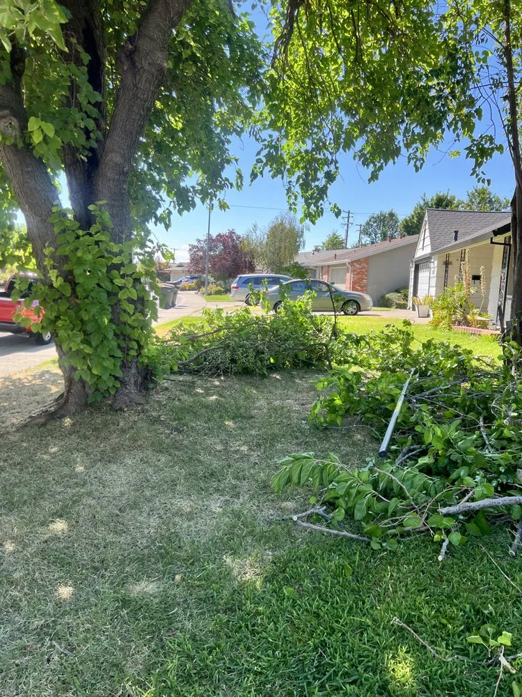 Custom lawn care service in Citrus Heights, CA by Folsom Lawn care And cleanup