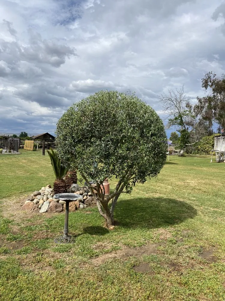 Expert yard cleanup service for outdoor upgrades across Visalia, CA - Fonseca’s Gardening service