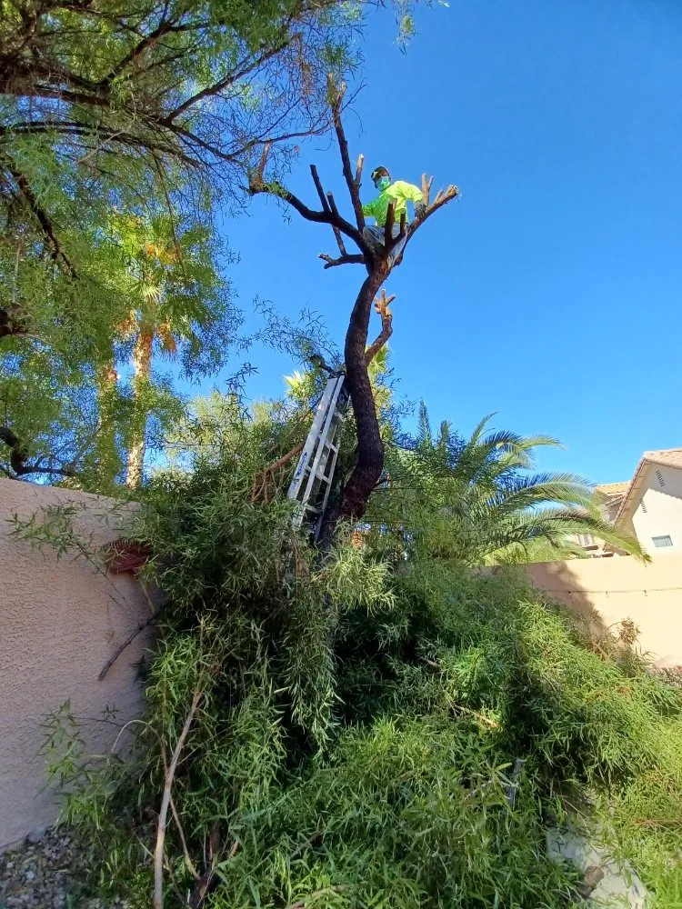 Trusted landscape design for residential properties in Las Vegas, NV by Fonzi Landscaping