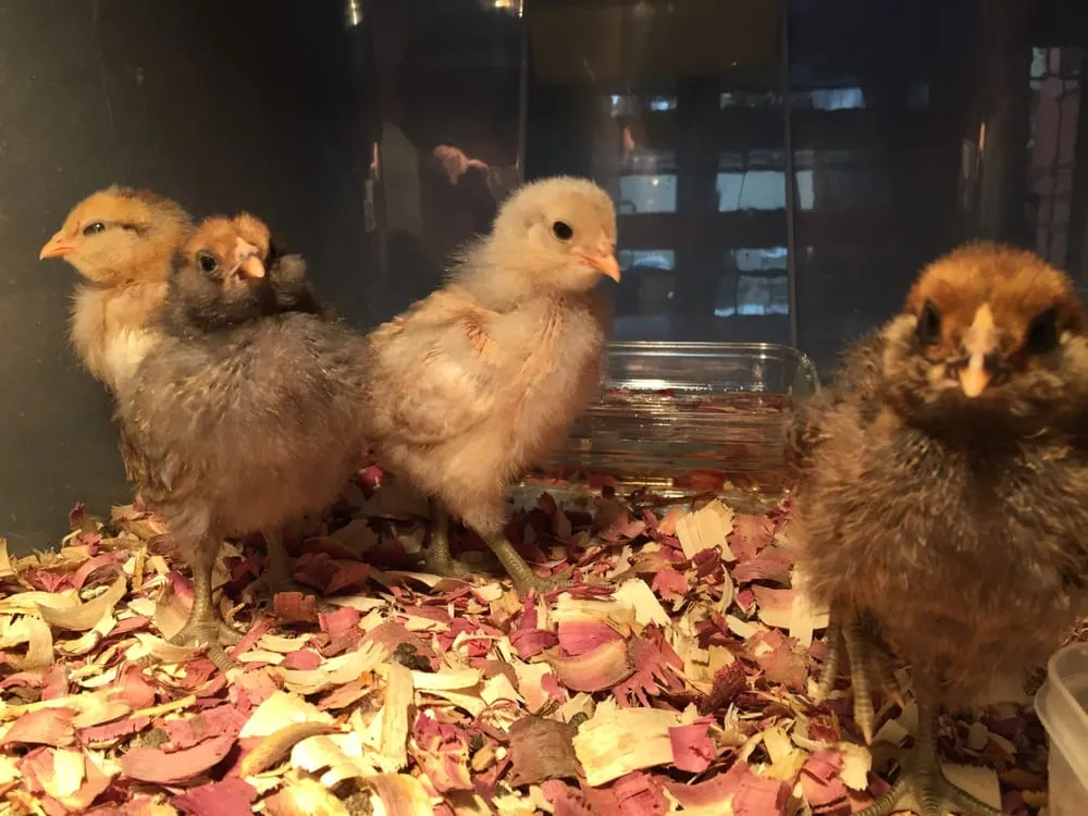 Reliable landscape installation in Denver, CO by Foodscaping Denver