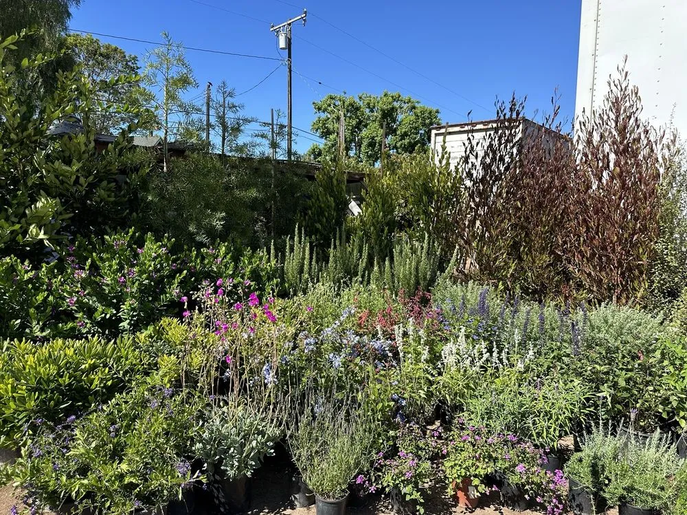 Reliable landscape design near you across Carpinteria, CA - Foothill Nursery