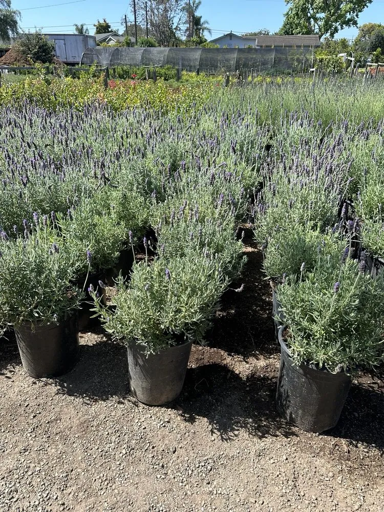 Custom residential landscaping with custom design in Carpinteria, CA by Foothill Nursery