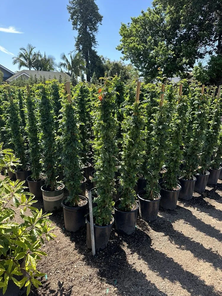 Custom landscape installation experts serving Carpinteria, CA - Foothill Nursery