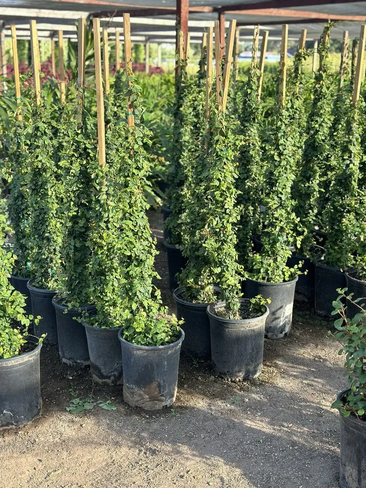 Professional lawn mowing service in Carpinteria, CA - Foothill Nursery