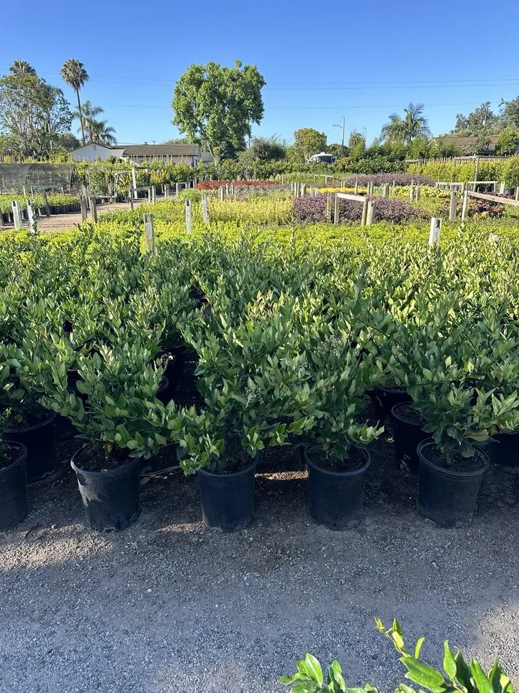 Trusted landscape design for homes across Carpinteria, CA - Foothill Nursery