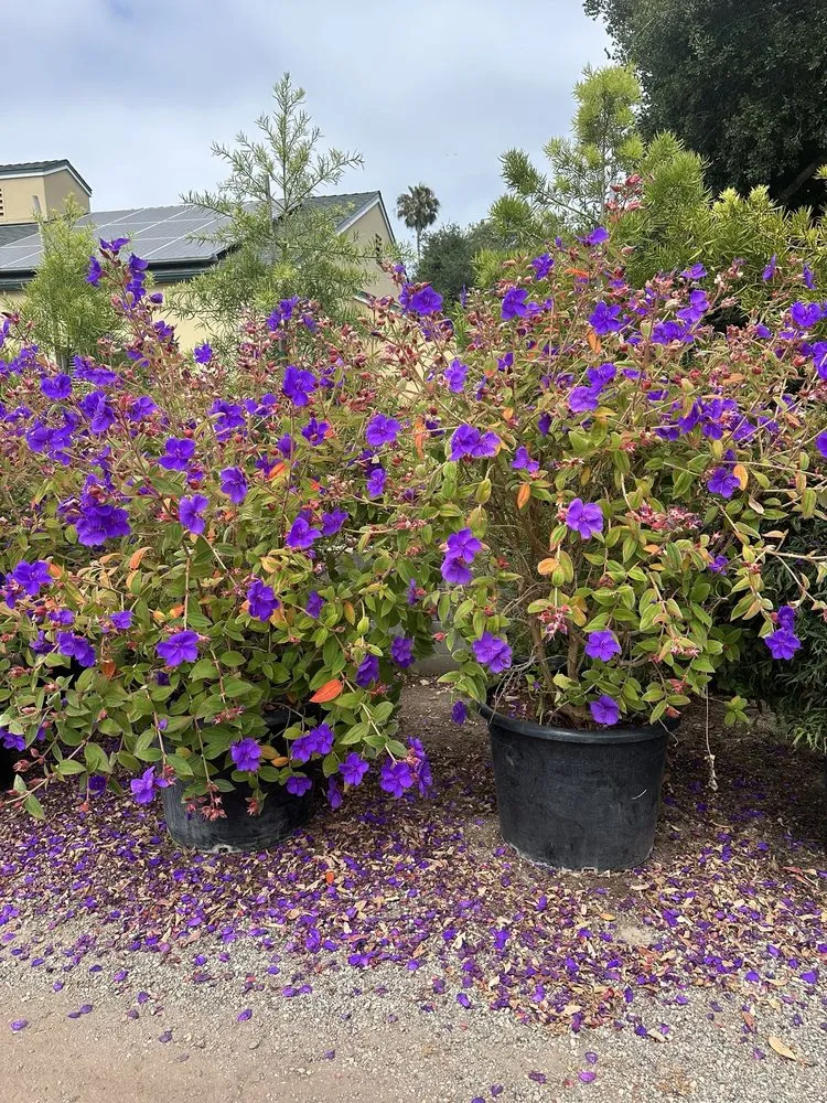 Trusted lawn care service in Carpinteria, CA - Foothill Nursery