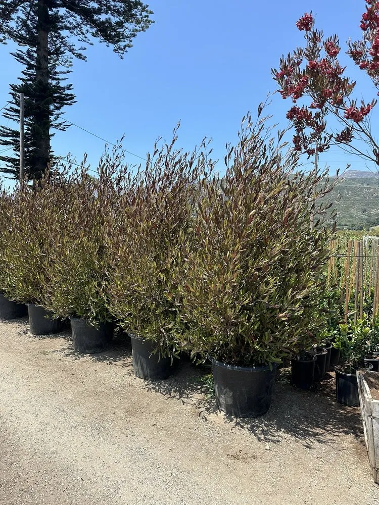 Professional garden landscaping for outdoor upgrades in Carpinteria, CA by Foothill Nursery