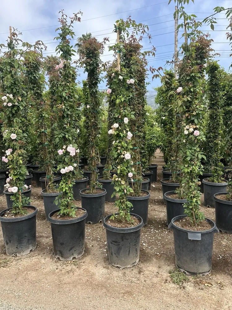 Affordable lawn mowing service in Carpinteria, CA by Foothill Nursery