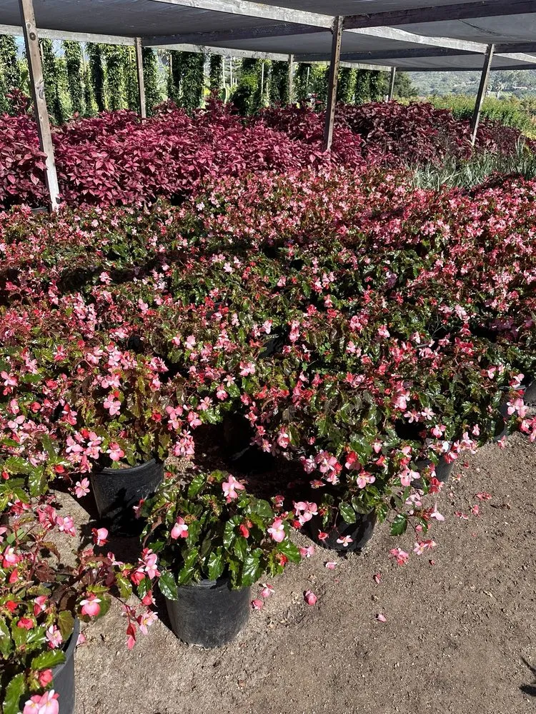 Affordable lawn mowing service for homes in Carpinteria, CA by Foothill Nursery