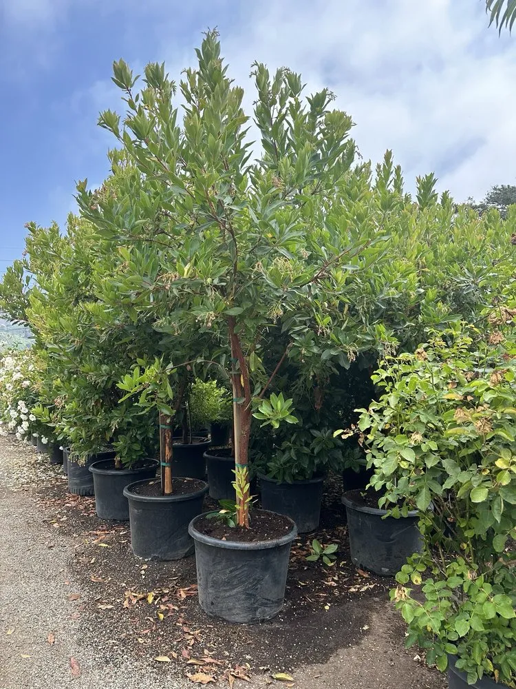 Top-rated lawn mowing service in Carpinteria, CA by Foothill Nursery