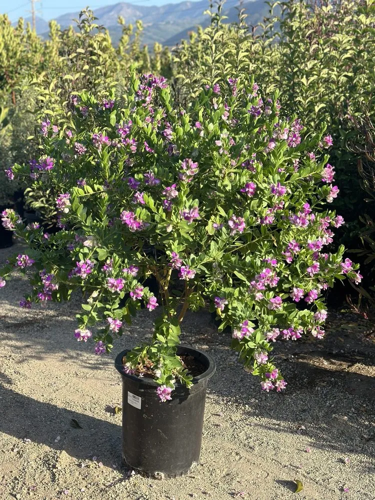 Local residential landscaping in Carpinteria, CA - Foothill Nursery