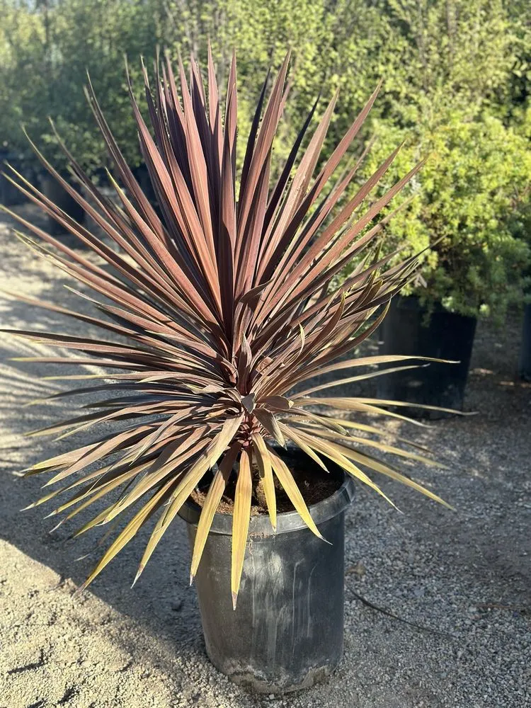 Professional lawn mowing service experts serving Carpinteria, CA - Foothill Nursery