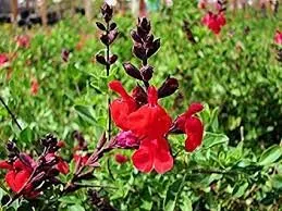 Expert landscape design in Carpinteria, CA by Foothill Nursery