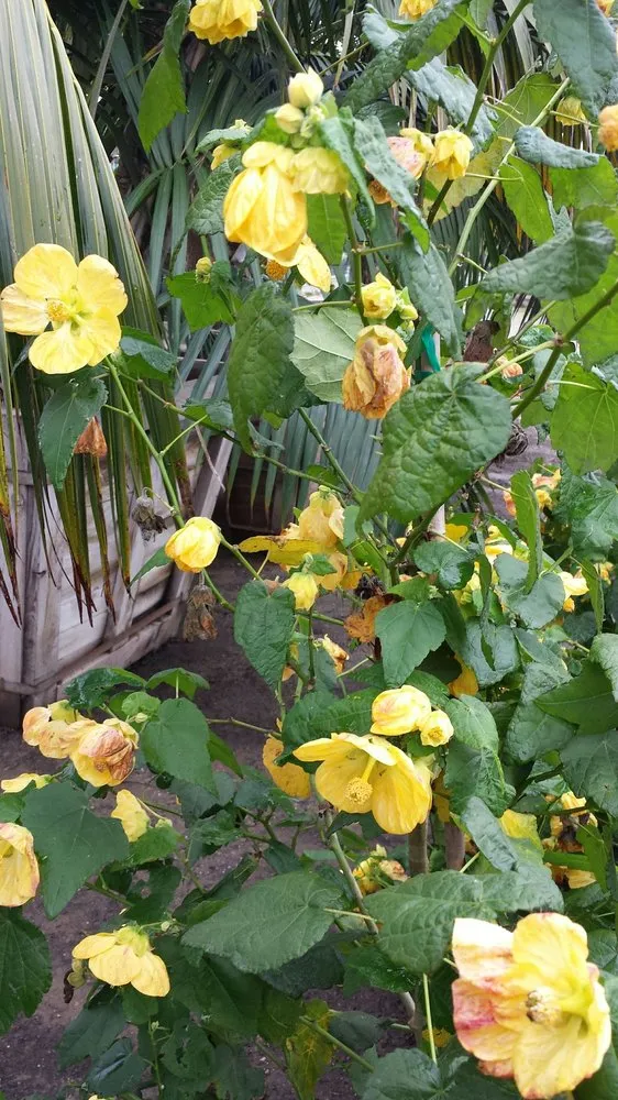 Top-rated outdoor landscaping for beautiful yards across Carpinteria, CA - Foothill Nursery