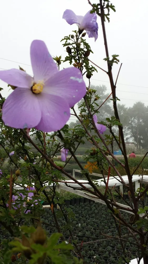 Professional outdoor landscaping experts serving Carpinteria, CA - Foothill Nursery