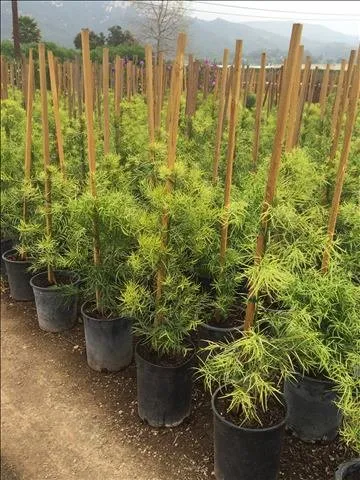 Affordable outdoor landscaping in Carpinteria, CA - Foothill Nursery