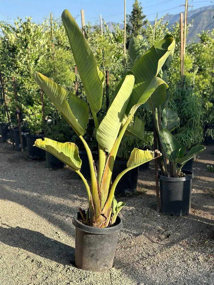 Top-rated residential landscaping in Carpinteria, CA by Foothill Nursery