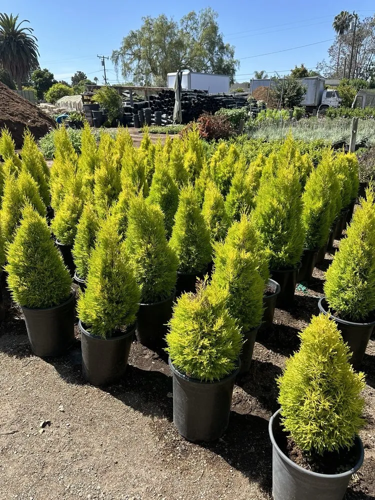 Custom yard maintenance near you across Carpinteria, CA - Foothill Nursery