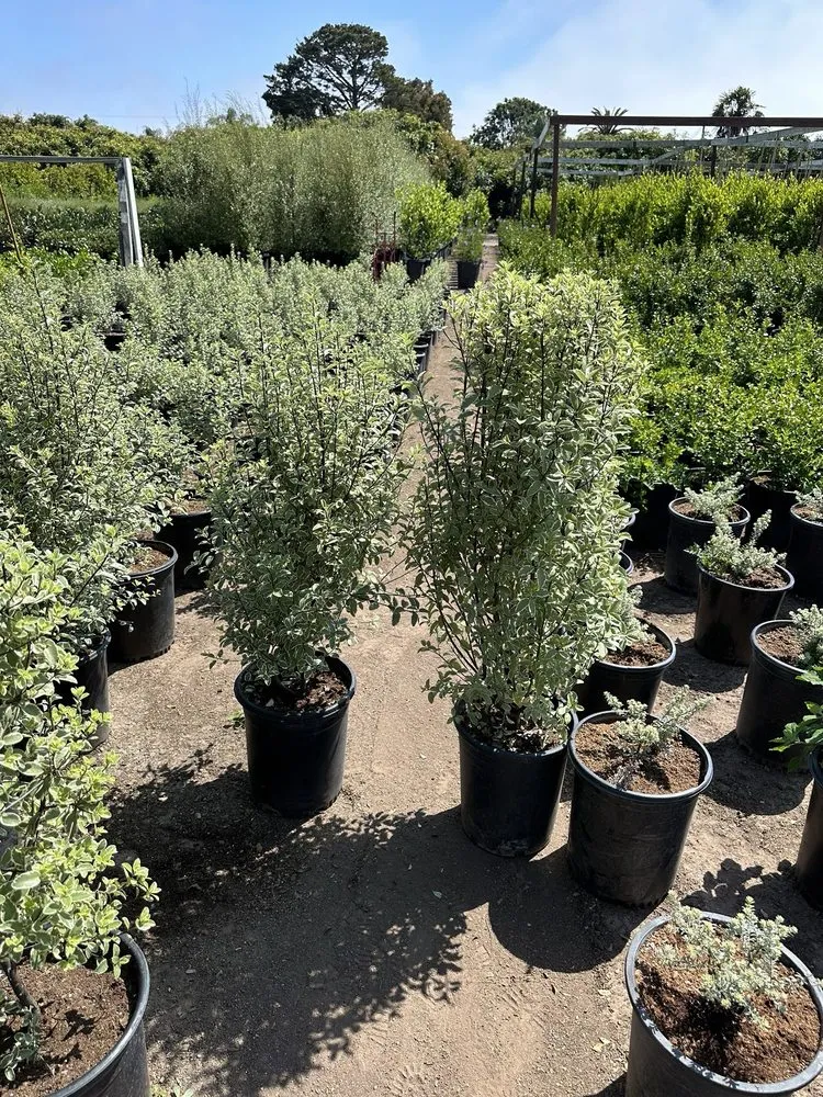 Local landscaping services in Carpinteria, CA by Foothill Nursery