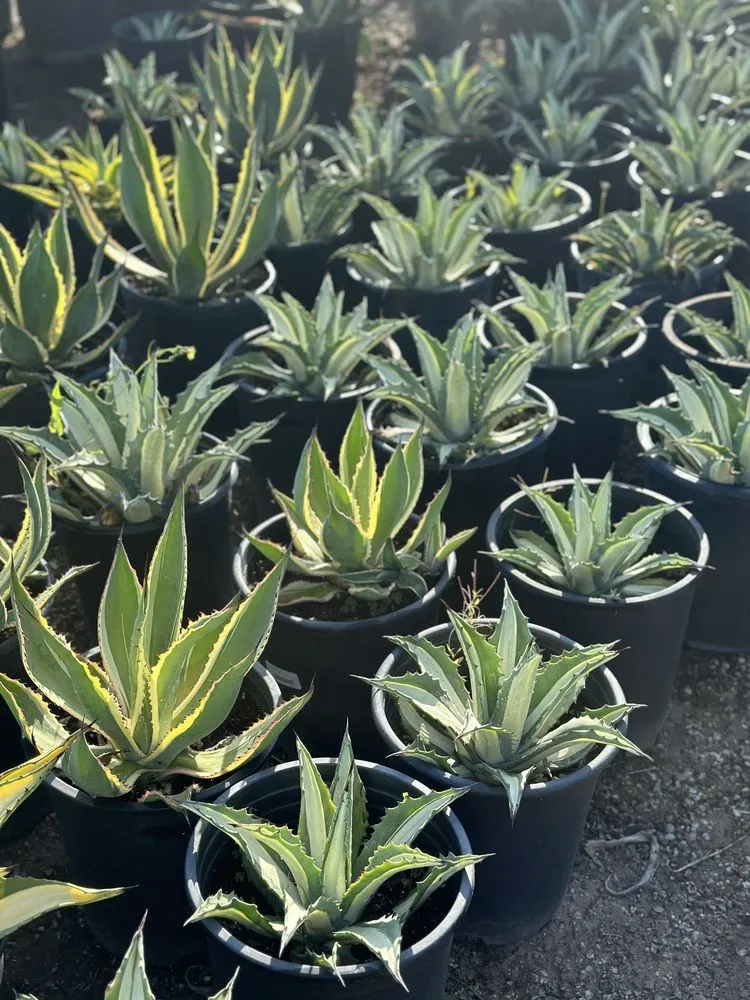 Custom garden landscaping in Carpinteria, CA - Foothill Nursery