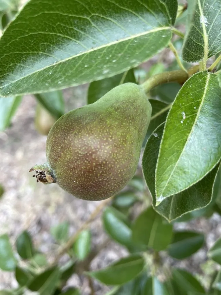 Expert outdoor landscaping in Diamond Springs, CA - Foothill Orchard Care