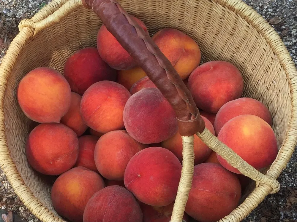 Affordable lawn care service experts serving Diamond Springs, CA - Foothill Orchard Care