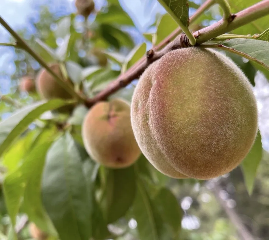 Local lawn mowing service in Diamond Springs, CA - Foothill Orchard Care