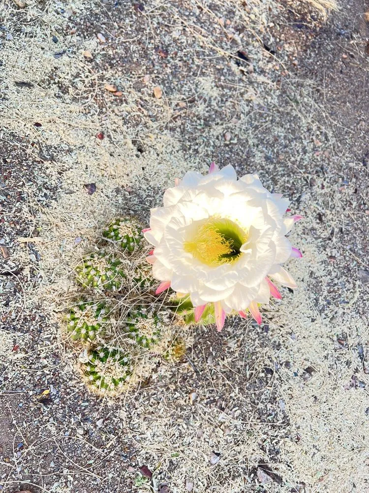 Custom lawn care service in Tucson, AZ - Foothills VIew Landscaping