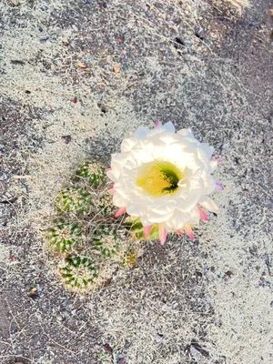 Foothills VIew Landscaping Logo