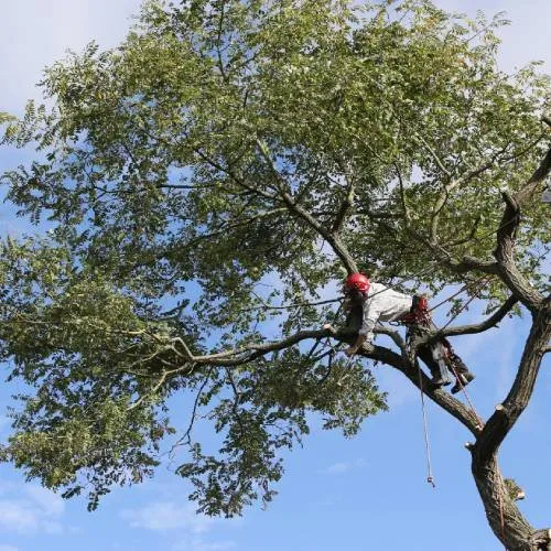 Professional lawn care service with custom design across Tucson, AZ - Footprint Landscapes