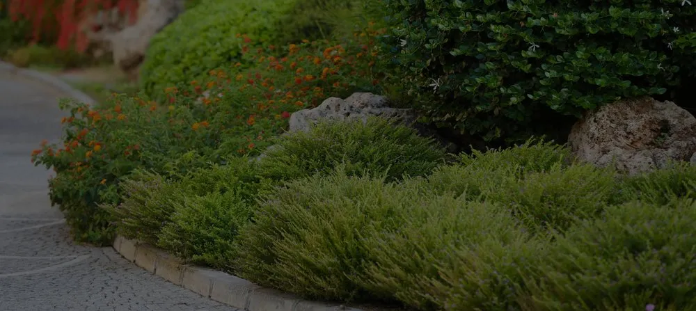 Local yard maintenance experts serving Tucson, AZ - Footprint Landscapes