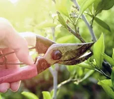 Reliable yard maintenance for residential properties across Puyallup, WA - For-Ever-Green Landscape Services, Inc.