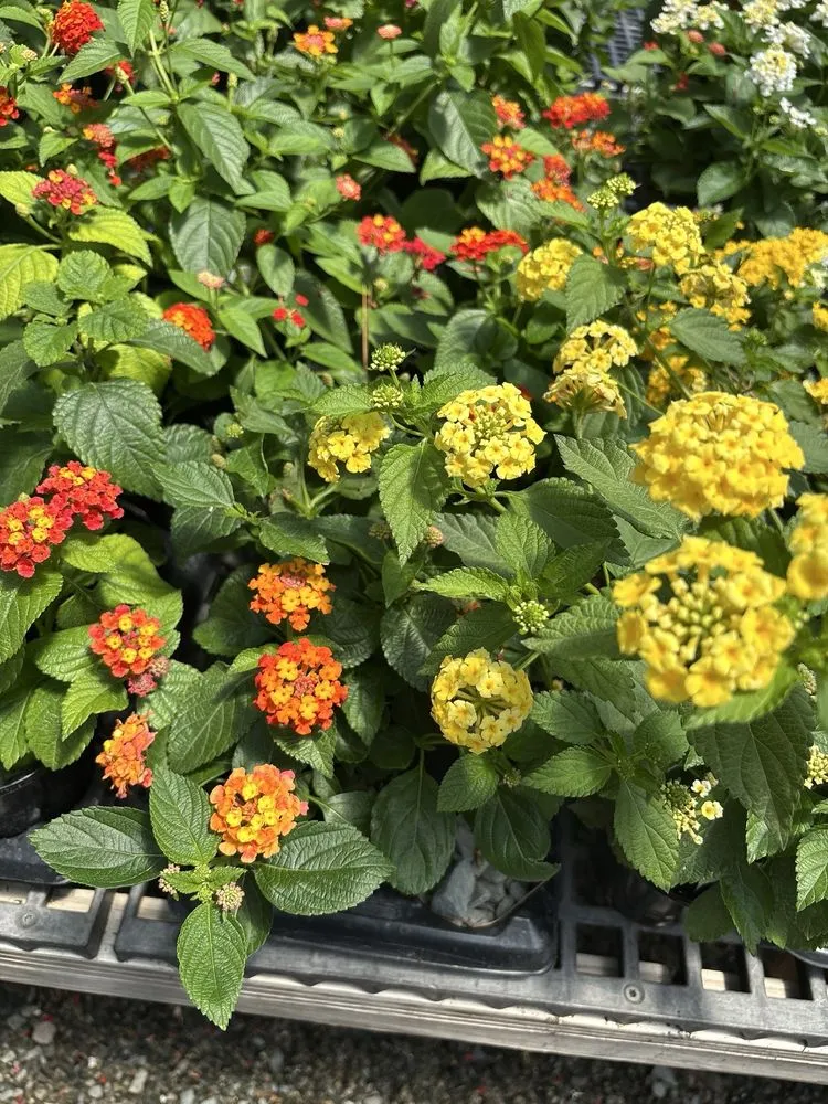 Local residential landscaping in Durham, NC - For Garden's Sake