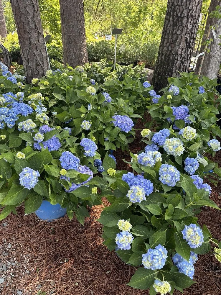 Expert residential landscaping near you in Durham, NC by For Garden's Sake