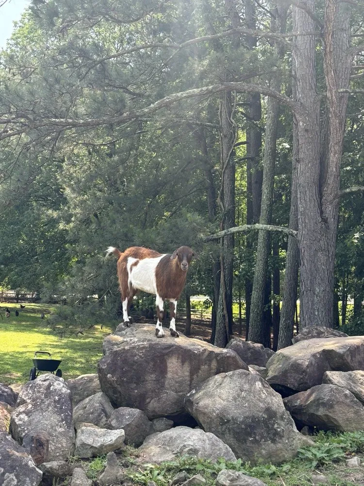 Affordable landscaping services experts serving Durham, NC - For Garden's Sake