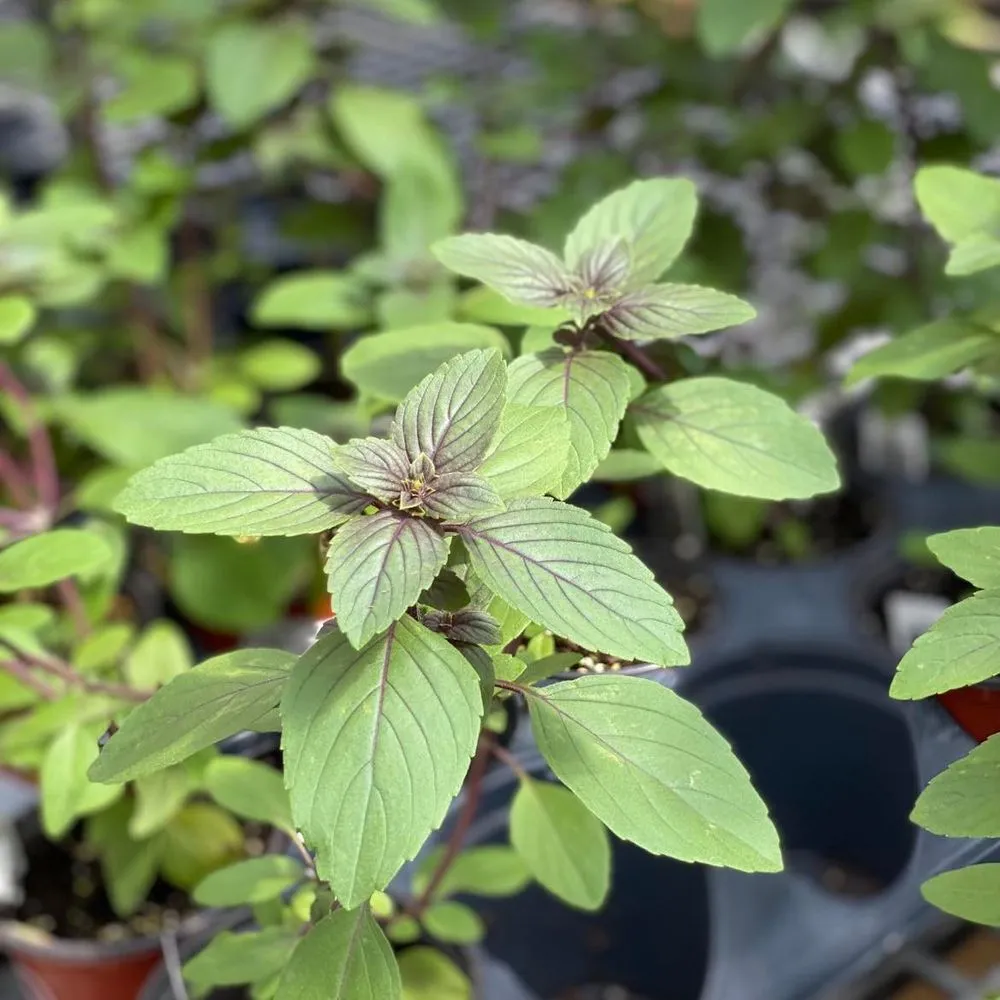 Expert landscape design near you across Durham, NC - For Garden's Sake