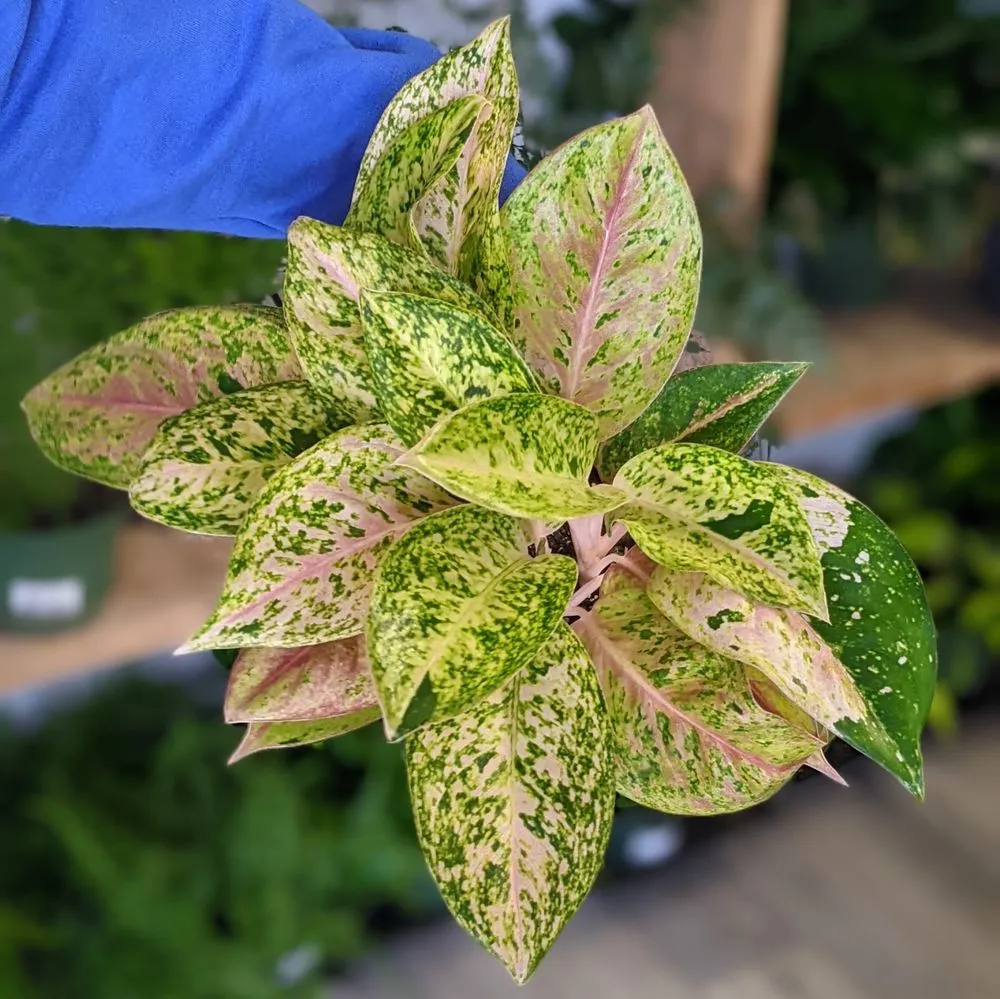 Top-rated yard cleanup service experts serving Durham, NC - For Garden's Sake