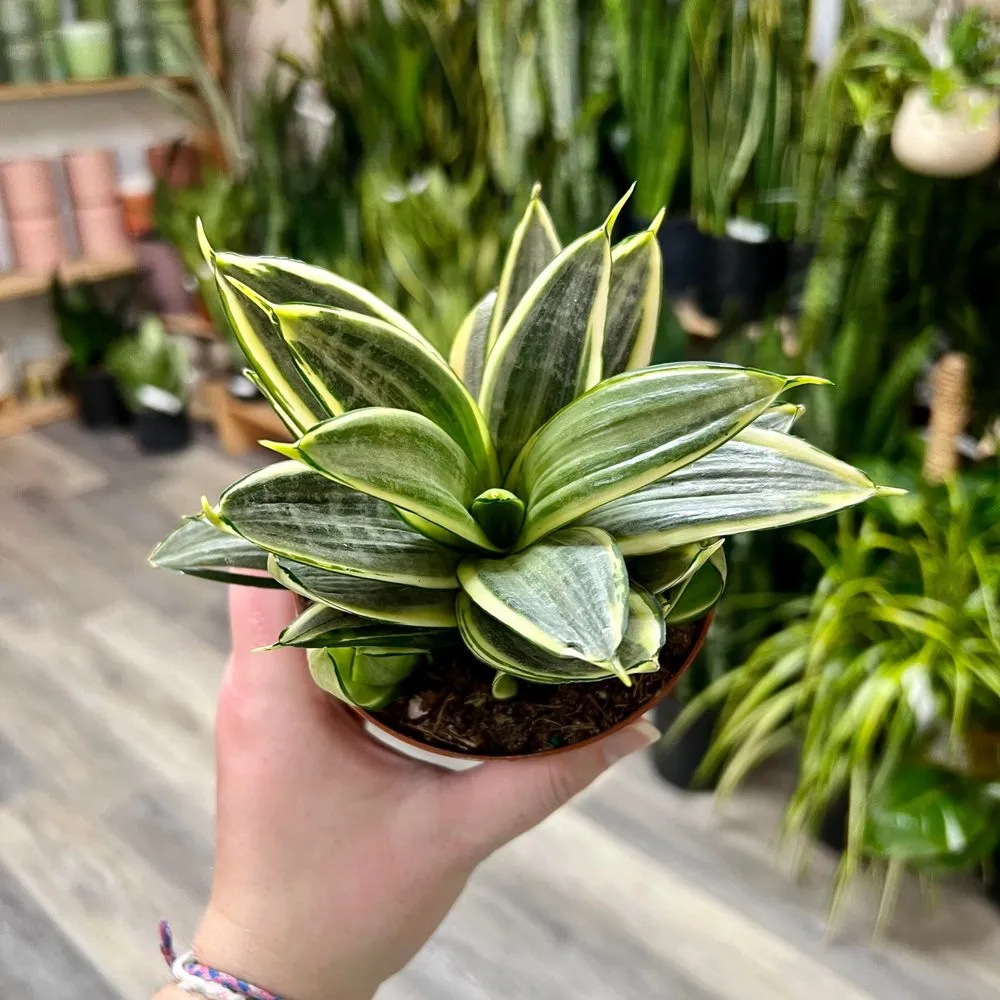 Affordable garden landscaping experts serving Durham, NC - For Garden's Sake